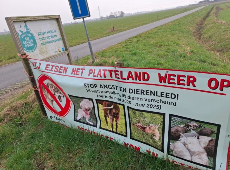 Wie wil zijn land terug, de boer of de wolf (met filmpje van de wolf bij Aver Heino)