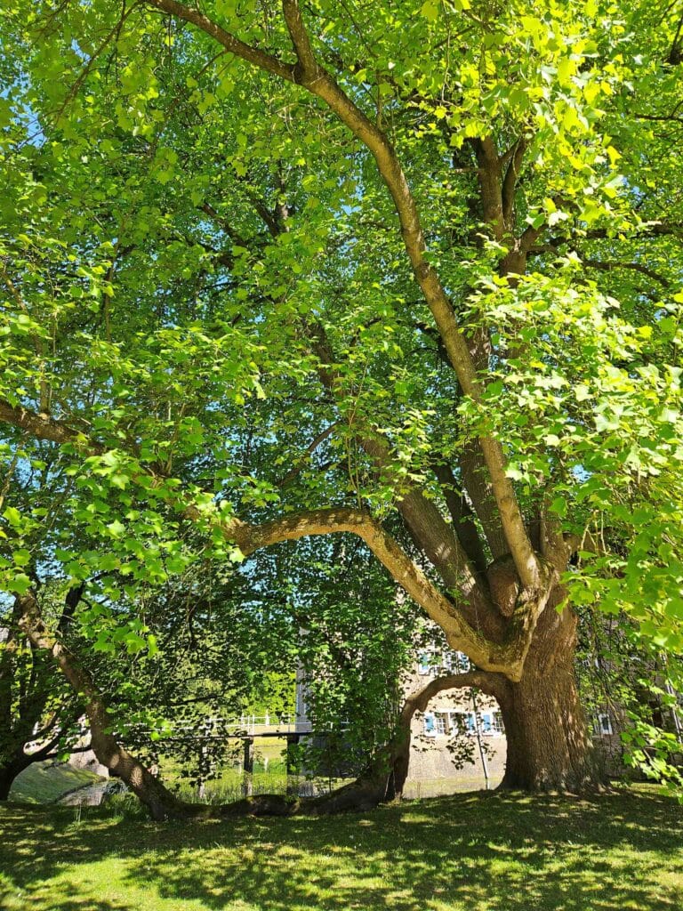 De mooiste bomen van Salland: de tulpenboom van Hanneke