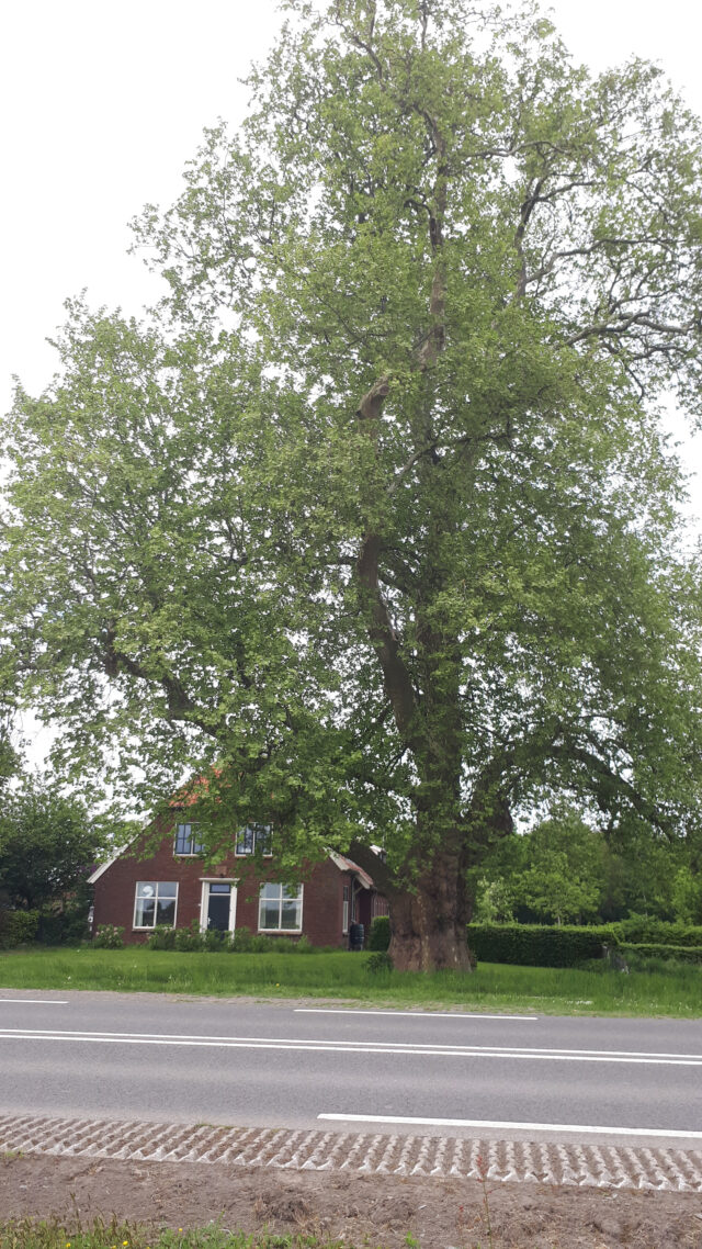 De mooiste bomen van Salland? Cor van den Berg kan niet kiezen en stuurt er drie in!