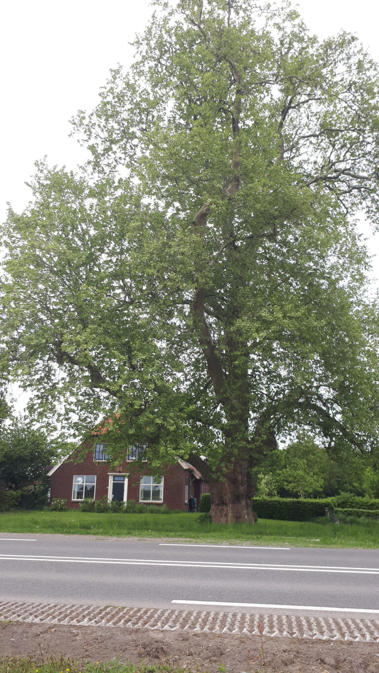 De mooiste bomen van Salland? Cor van den Berg kan niet kiezen en stuurt er drie in!