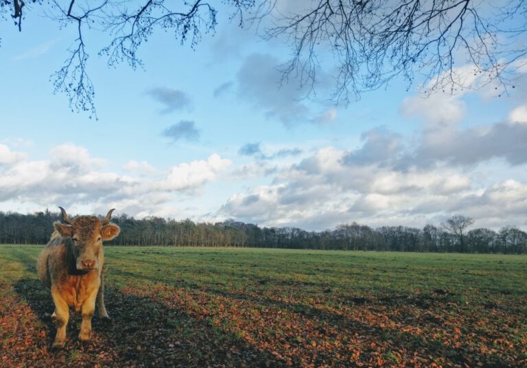 ‘t Natuurlijk Huus: Vlees eten, onethisch?