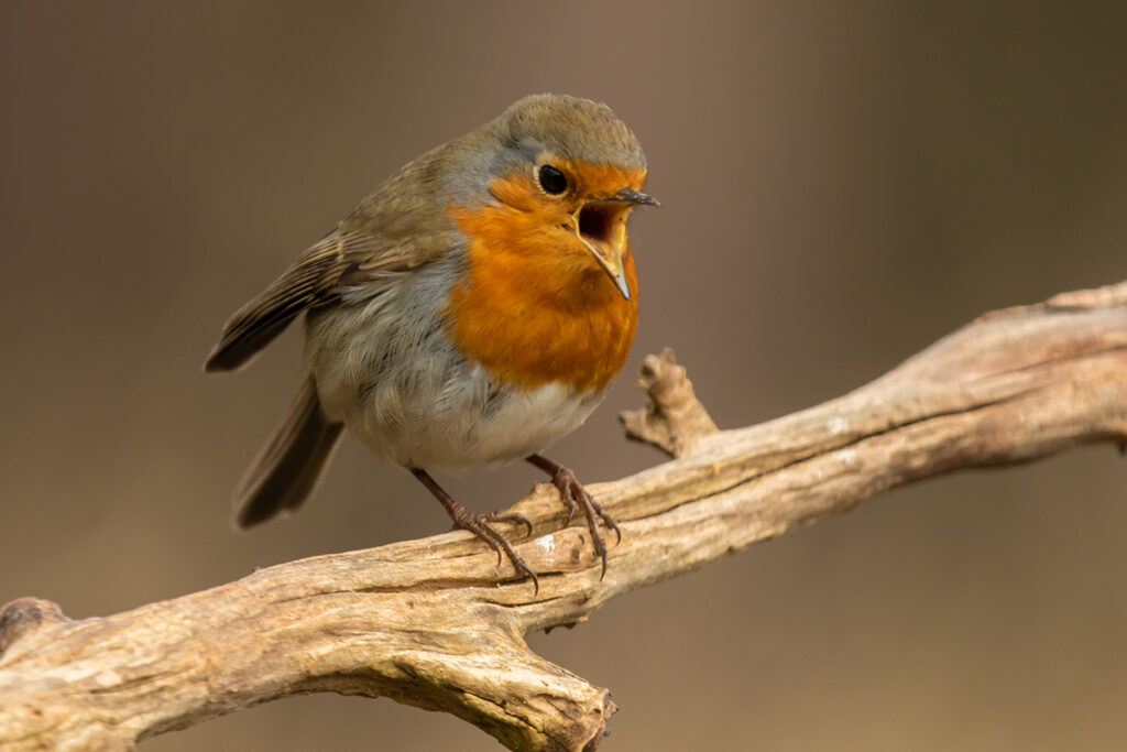 Diny Heidenrijk vogels schatjes