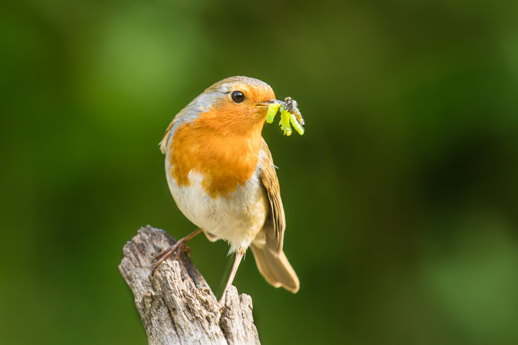 Diny Heidenrijk vogels schatjes