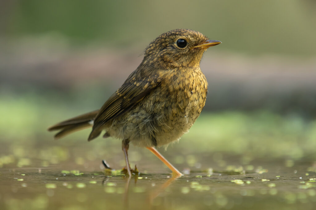 Diny Heidenrijk vogels schatjes