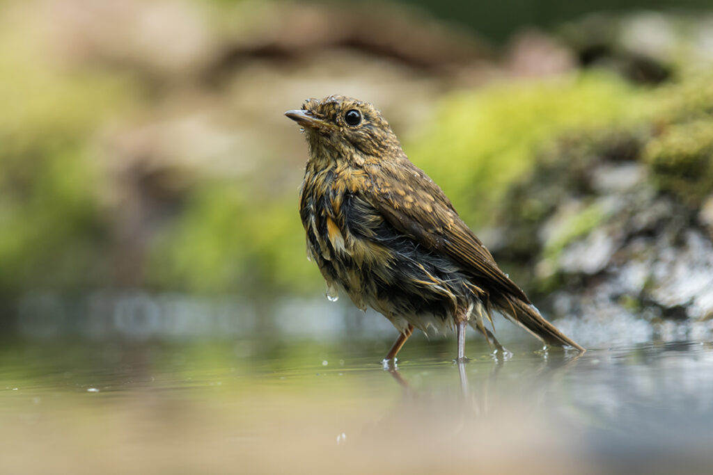 Diny Heidenrijk vogels schatjes