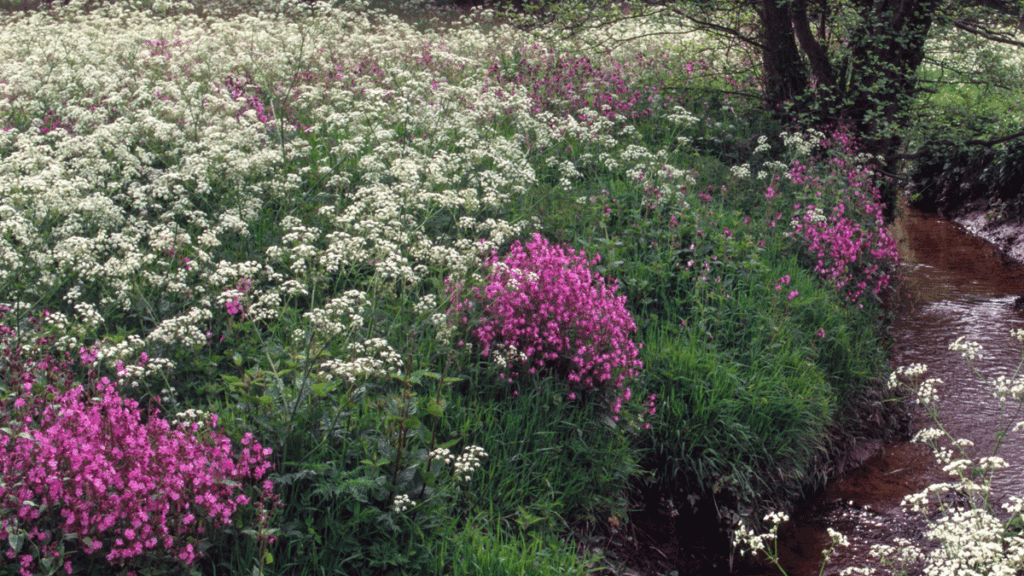 Boswachtersblog: Maaien? Voor de biodiversiteit