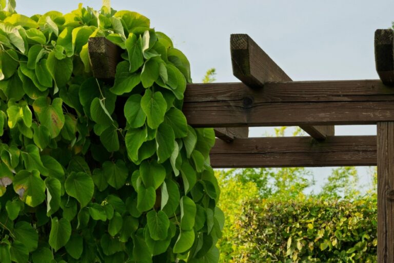 Stad+Groen: Slim omgaan met de hitte in je tuin, zo maak je buitenruimtes weer leefbaar