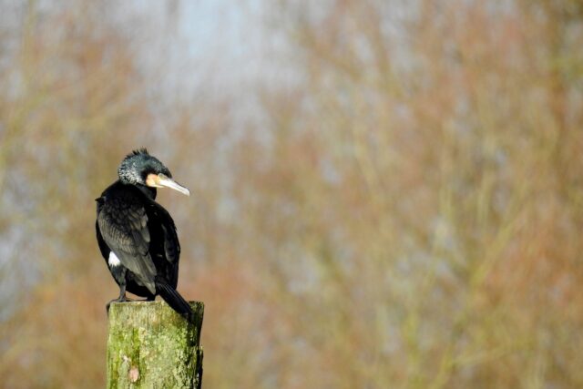 Vogels in Salland: De aalscholver is eigenlijk niet zo geliefd. Onterecht!