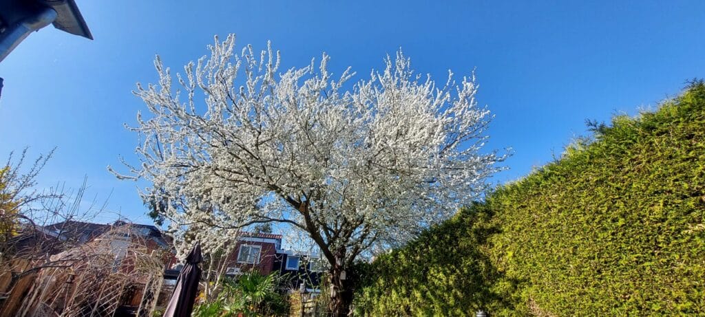 De mooiste bomen van Salland? Bij Marisca ten Brinke staat er een in de tuin!