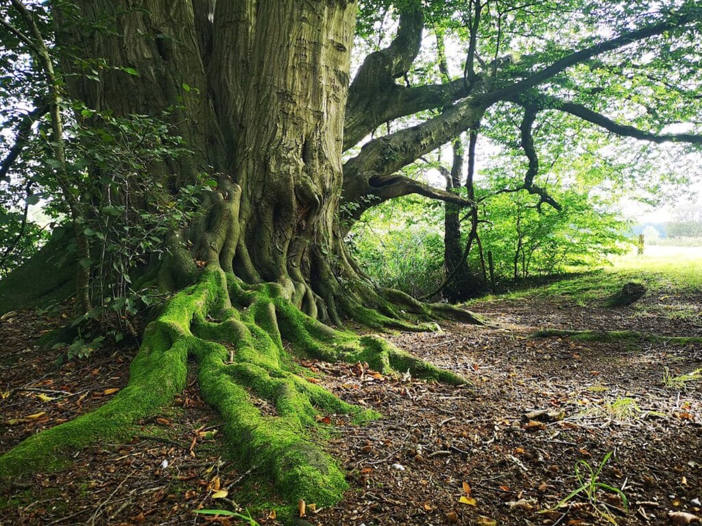 De mooiste bomen van Salland? Ga eens kijken naar deze joekel bij hotel Gaja!