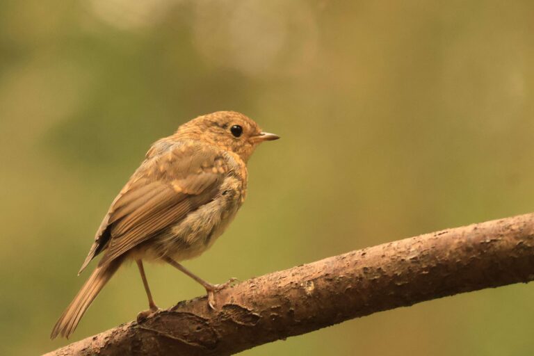 Vogels in Salland: de Roodborst, die kennen we natuurlijk allemaal!