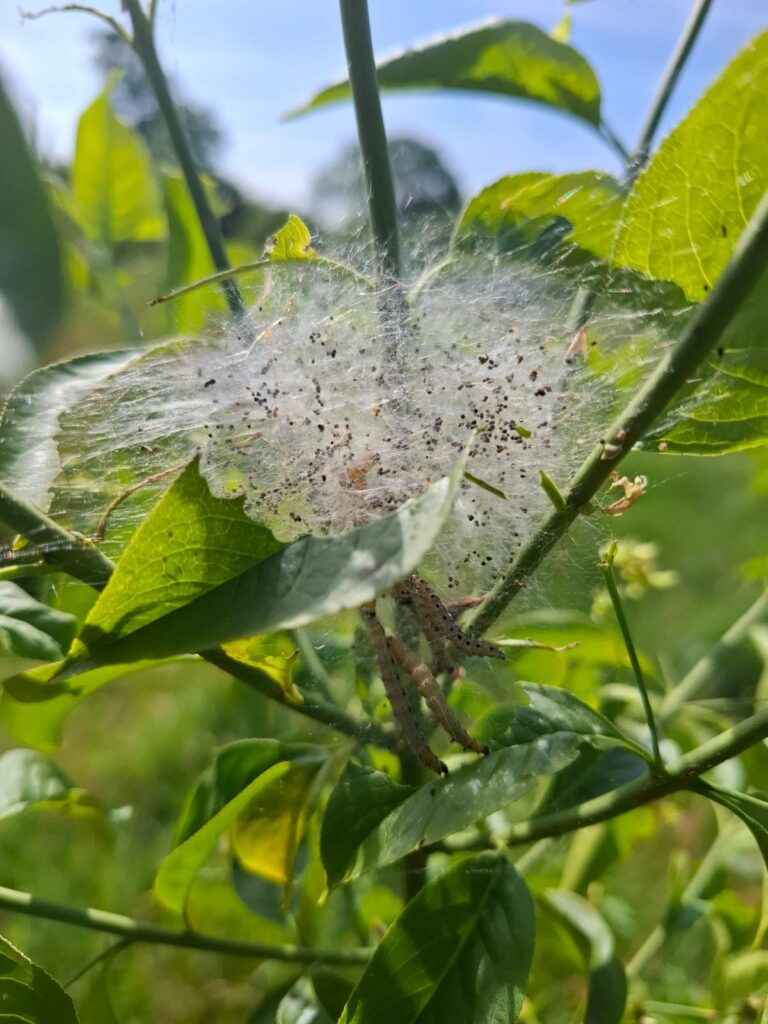 Wat is er in de natuur? Spinnenwebben? Nee, werk van de spinselmot!