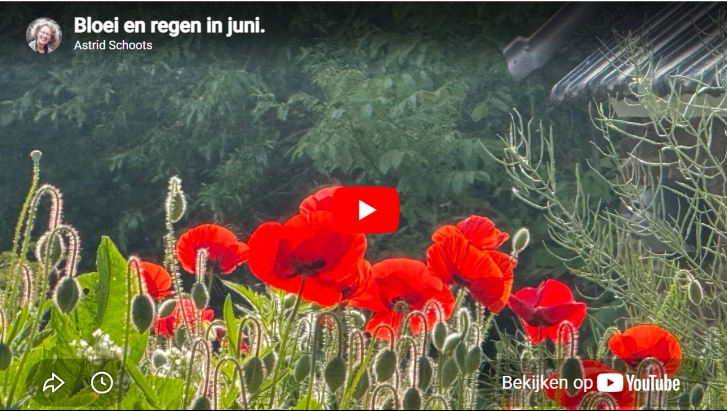 Video | Regen doet de natuur goed