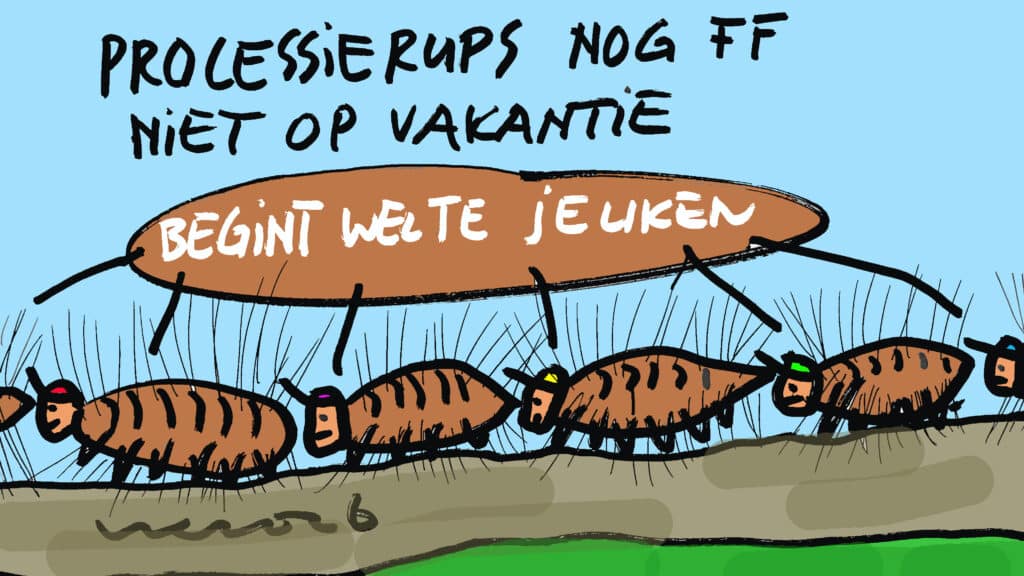 De eikenprocessierups is nog lang niet met vakantie