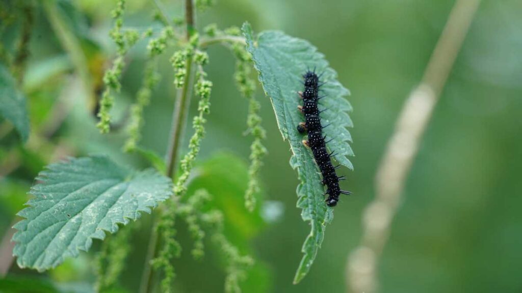 Staatsbosbeheer: Een dag uit het leven van de brandnetel