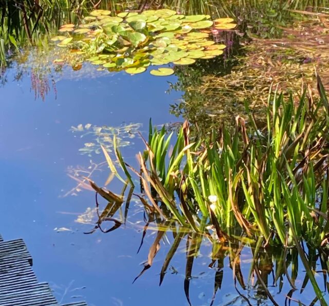 Bijzondere tuinen in Salland