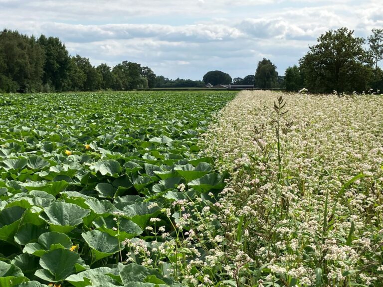 Biologische landbouw naar voren geschoven in debat over voedselzekerheid