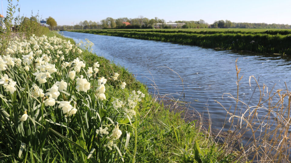 Waterschap steekt schop in de grond voor tien kilometer natuurvriendelijke oevers