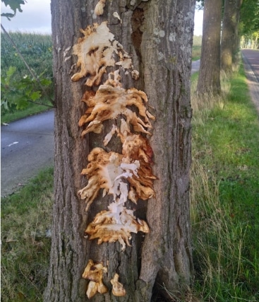 De paddenstoelen komen eraan – maar het echte werk gebeurt onder onze voeten